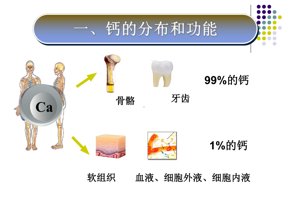 医学精品课件：钙与慢性病-new.ppt_第3页