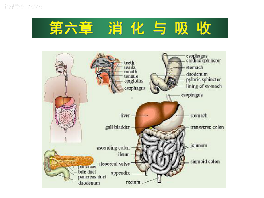 医学精品课件：6消化.ppt_第1页