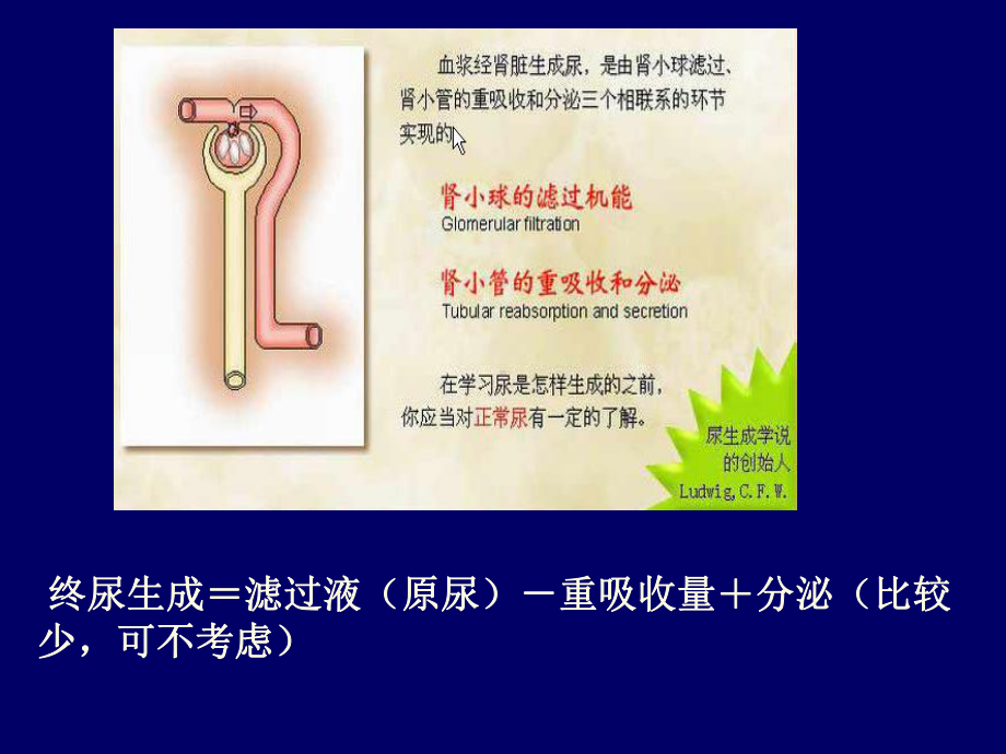 医学精品课件：尿.ppt_第3页