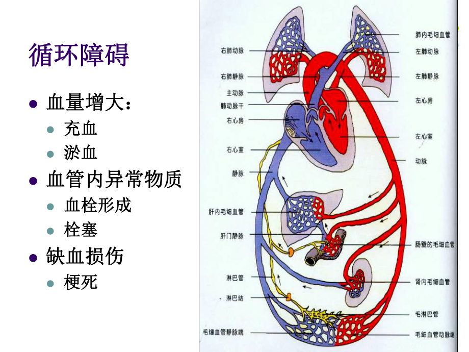 医学精品课件：4 血液循环 new.ppt_第2页