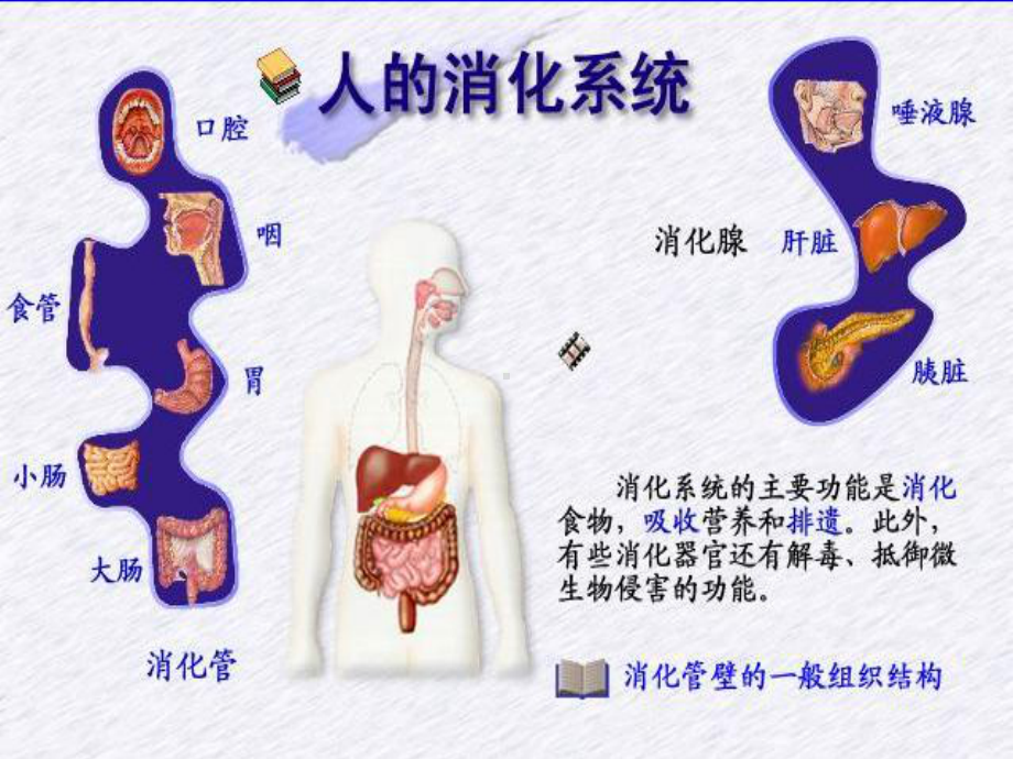 医学精品课件：6-消化和吸收.ppt_第2页