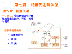 医学精品课件：7能量与体温.ppt