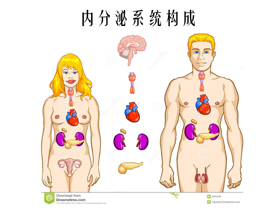 医学精品课件：内分泌系统疾病.ppt_第3页