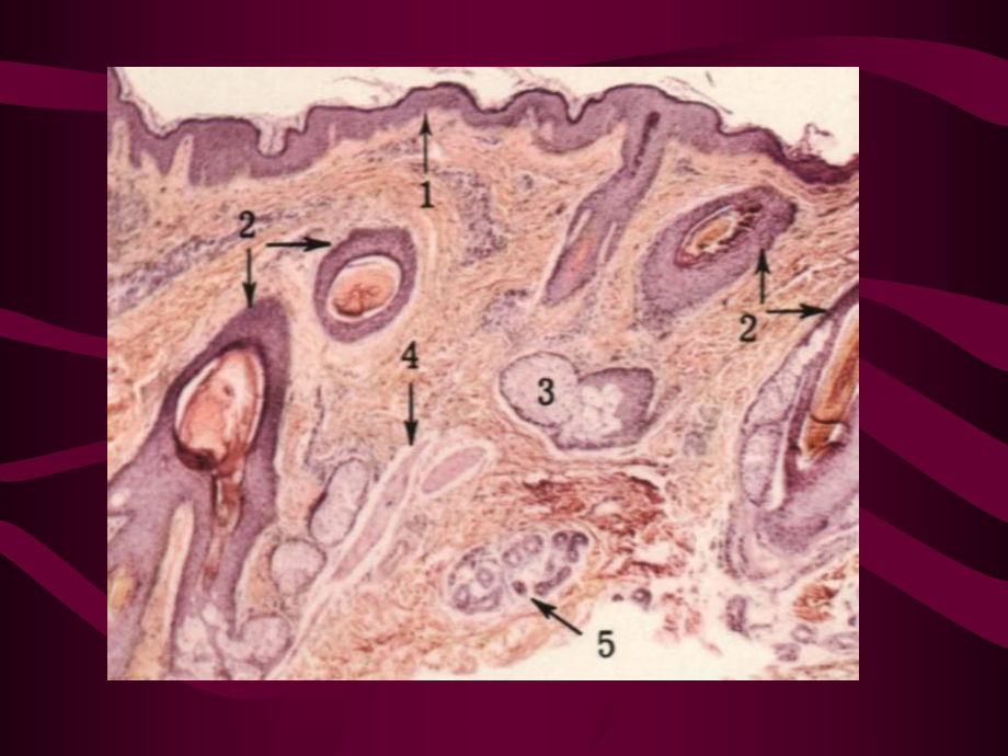 医学精品课件：口腔粘膜.涎腺.ppt_第3页