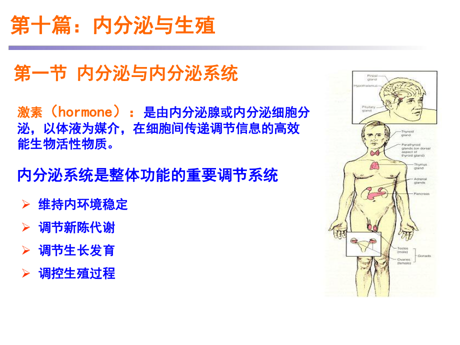 医学精品课件：10内分泌与生殖.ppt_第1页