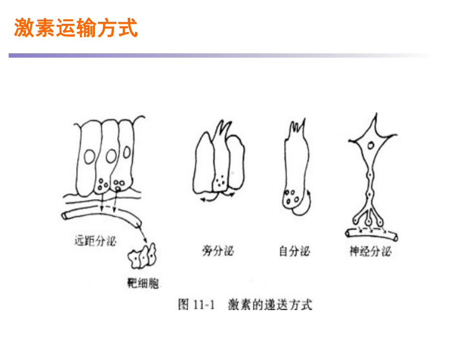 医学精品课件：10内分泌与生殖.ppt_第2页