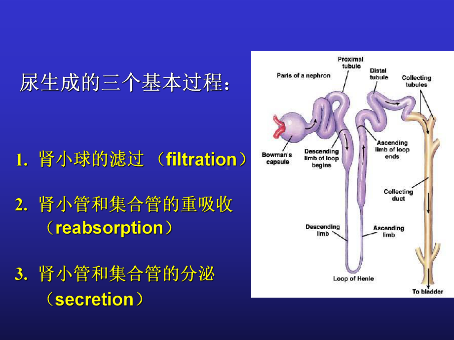 医学精品课件：影响尿生成因素-王.ppt_第3页