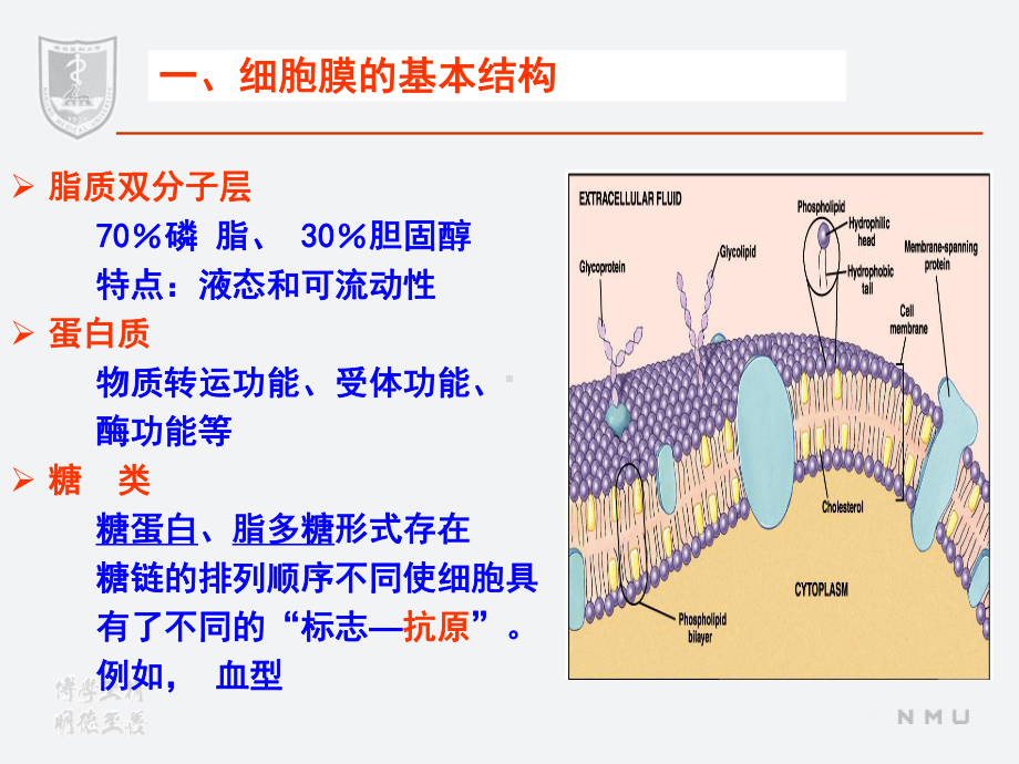 医学精品课件：2细胞.ppt_第3页