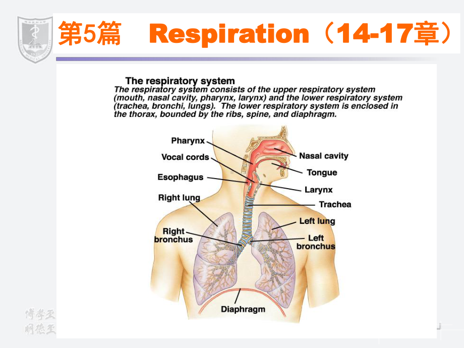 医学精品课件：第５篇呼吸.ppt_第1页