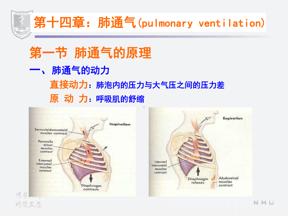 医学精品课件：第５篇呼吸.ppt_第3页