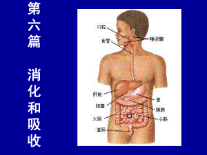 医学精品课件：消化(修改).ppt