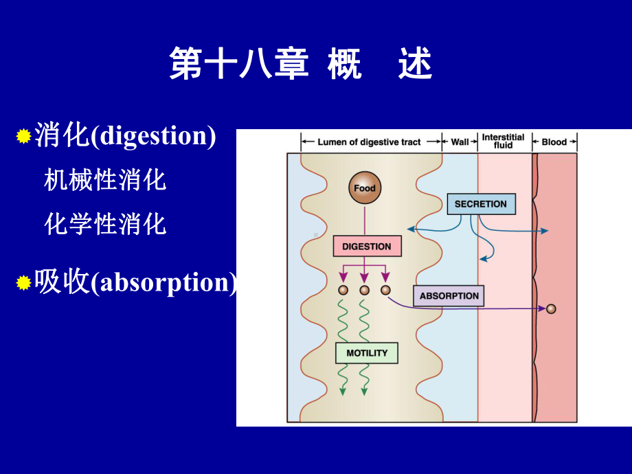 医学精品课件：消化(修改).ppt_第2页