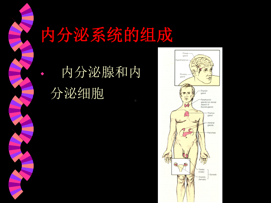 医学精品课件：讲义－内分泌.ppt_第2页