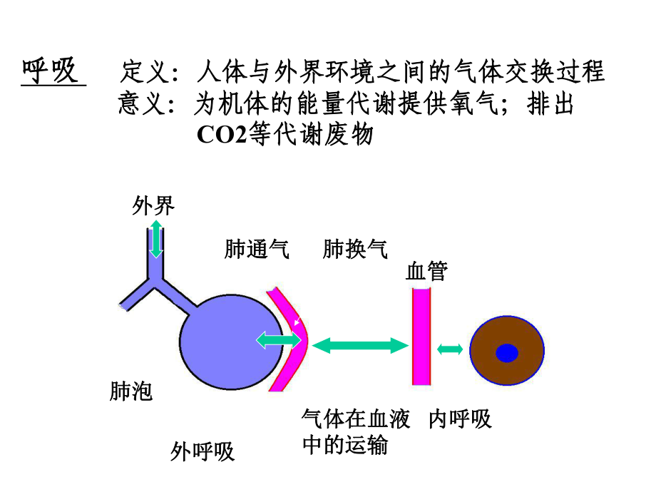 医学精品课件：呼吸A(修改).ppt_第2页