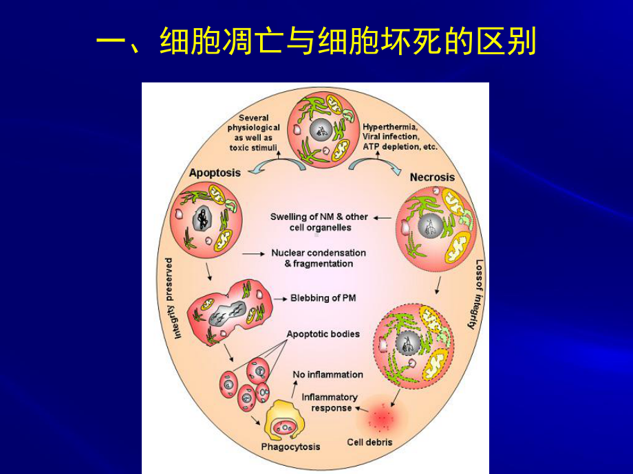 医学精品课件：第12章 细胞的衰老与死亡.ppt_第3页