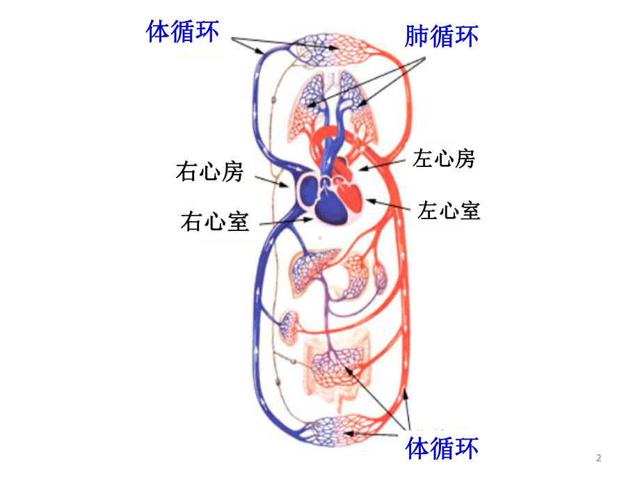 医学精品课件：7 心血管 1.ppt_第2页