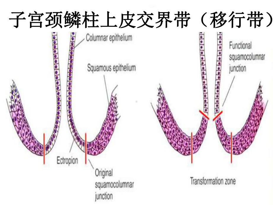 医学精品课件：生殖乳腺题甲状腺题.ppt_第1页