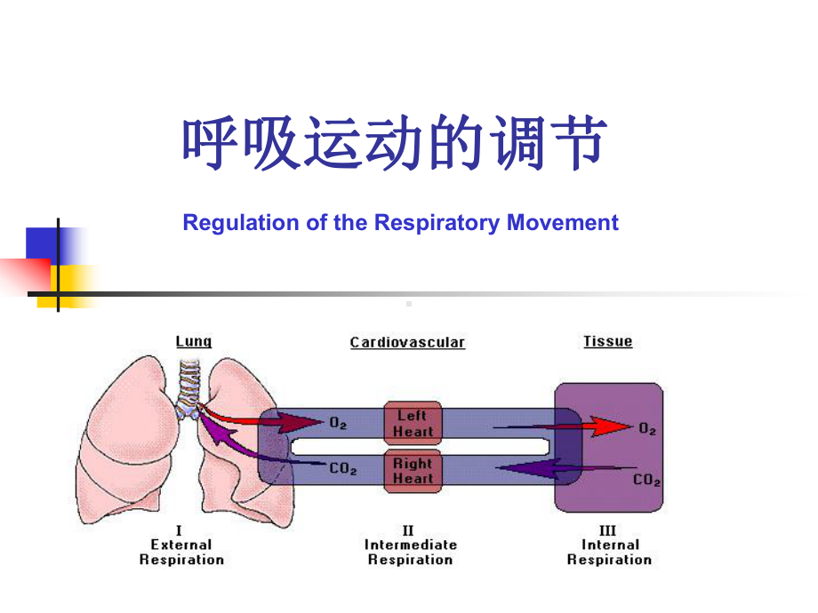 医学精品课件：呼吸综合实验,.ppt_第1页