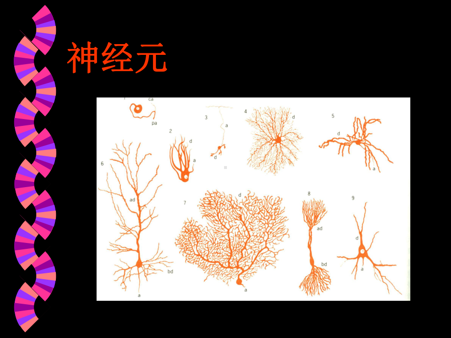 医学精品课件：讲义－神经.ppt_第2页