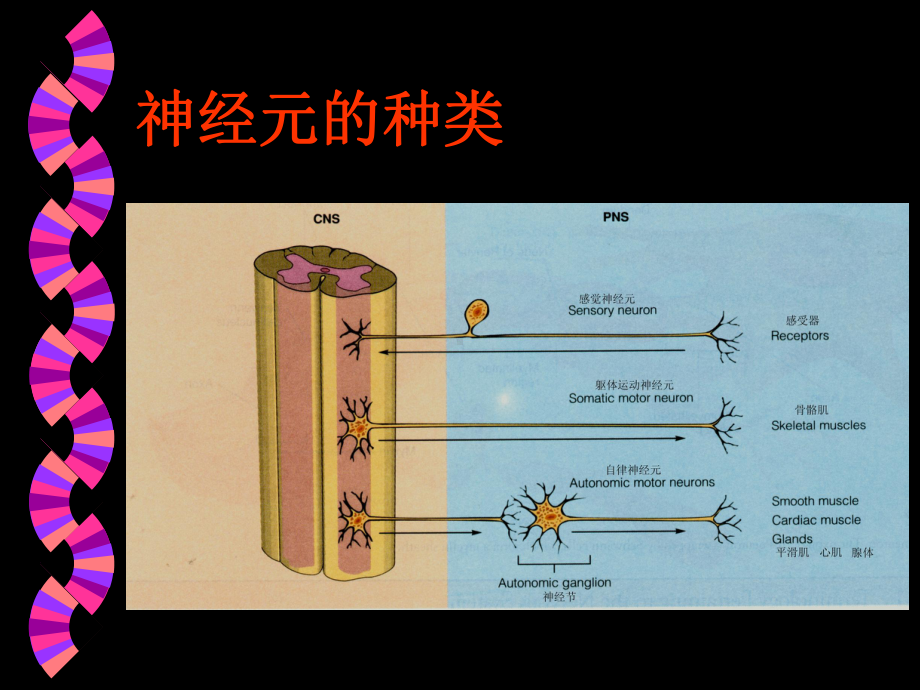 医学精品课件：讲义－神经.ppt_第3页