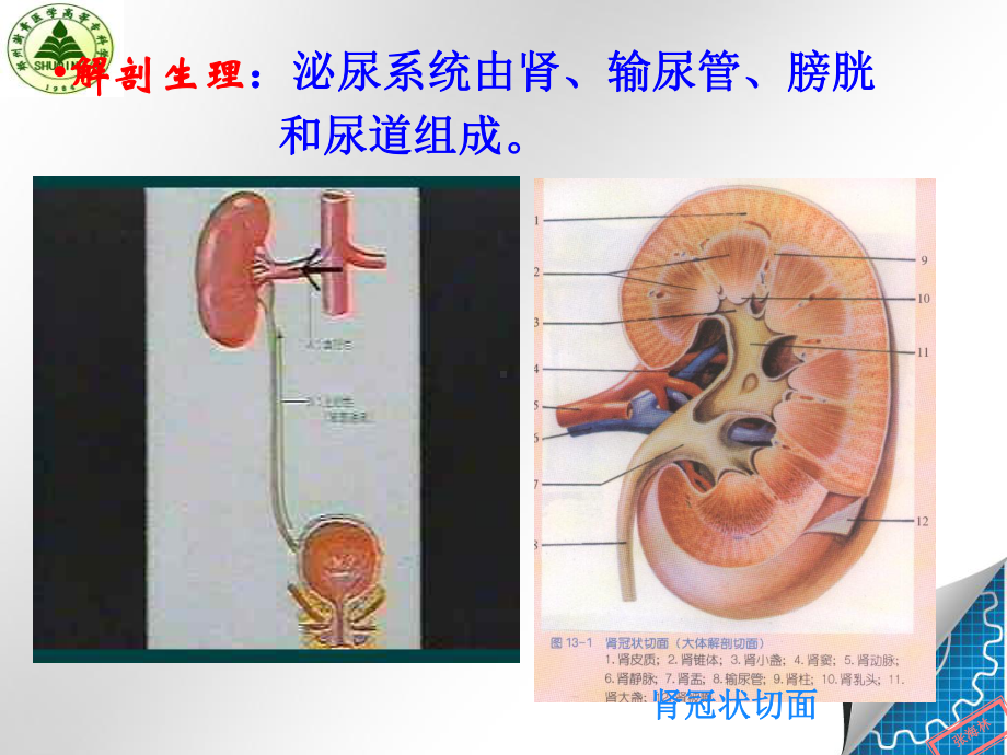 医学精品课件：泌尿1.ppt_第2页