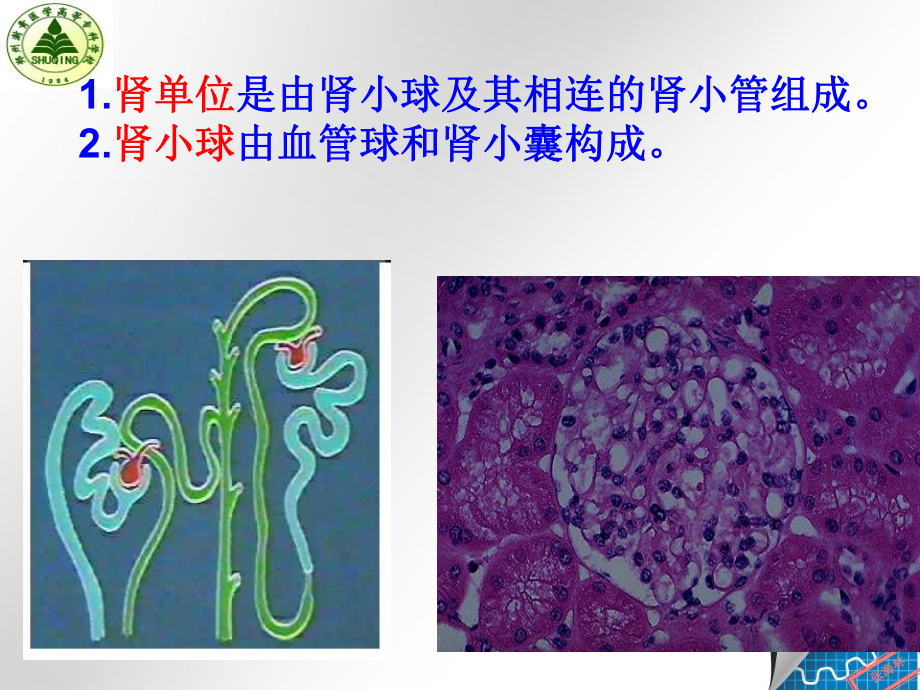 医学精品课件：泌尿1.ppt_第3页