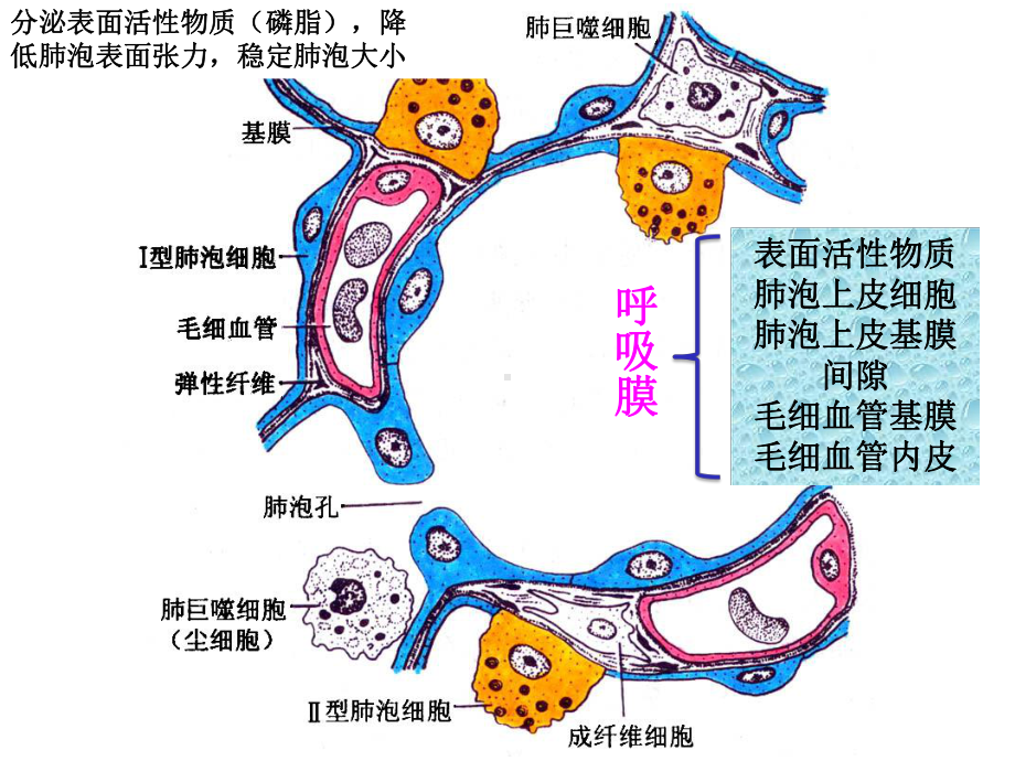 医学精品课件：8 呼吸 3.ppt_第2页