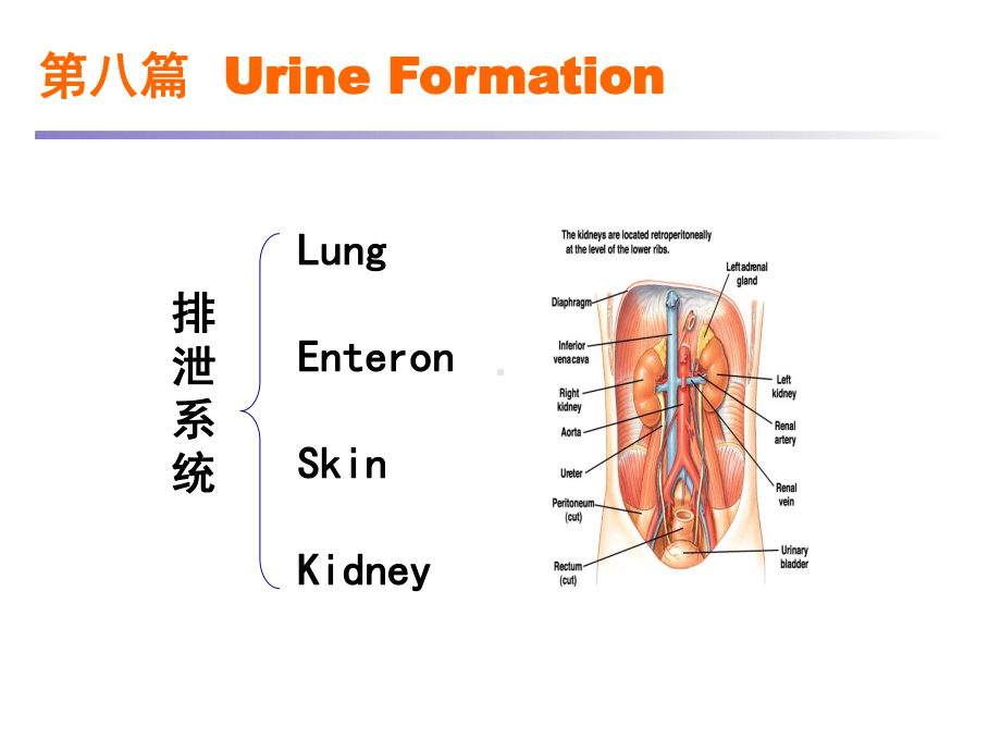 医学精品课件：8泌尿.ppt_第1页