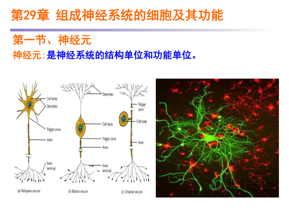 医学精品课件：9神经.ppt_第2页