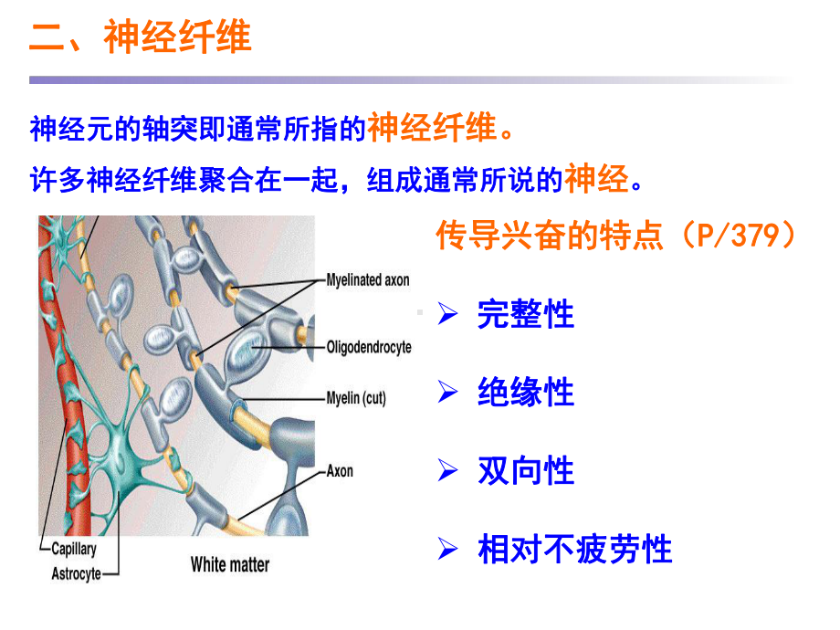 医学精品课件：9神经.ppt_第3页