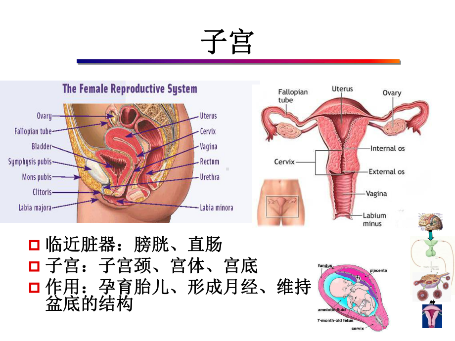 医学精品课件：06.超声治疗子宫良性病变.ppt_第3页