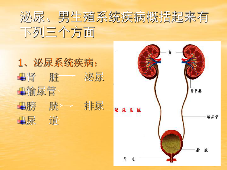 医学精品课件：13.泌尿外科总论.ppt_第3页