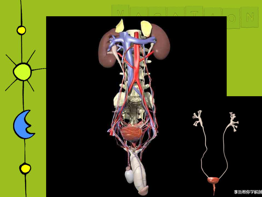 医学精品课件：14.Genitourinary Trauma-13级7年制20170525.ppt_第2页