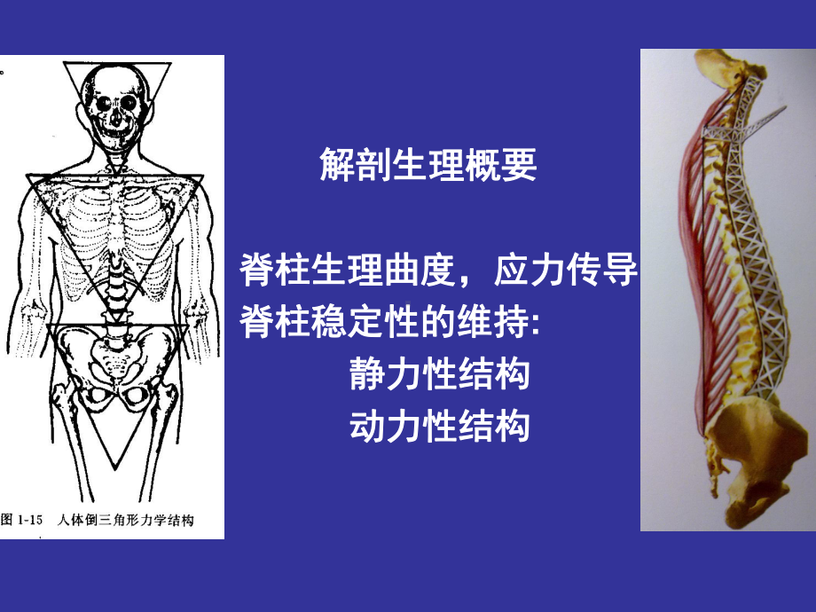 医学精品课件：07.腰腿痛和颈肩痛2017.04柯珍勇.ppt_第2页