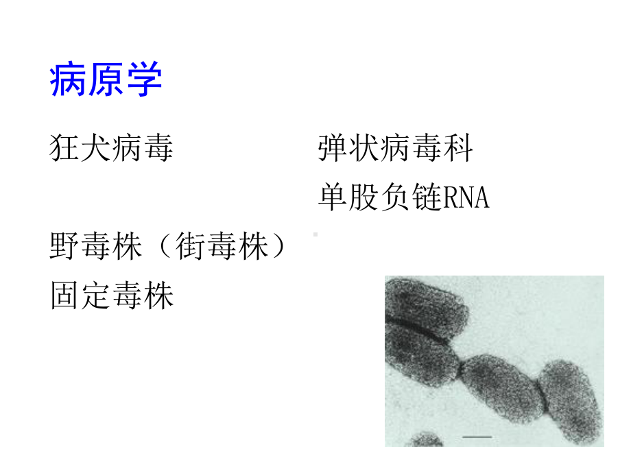 医学精品课件：12狂犬病.ppt_第3页