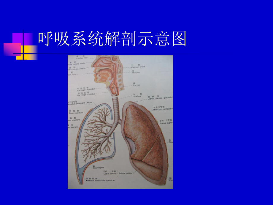 医学精品课件：06.机械性窒息.ppt_第2页