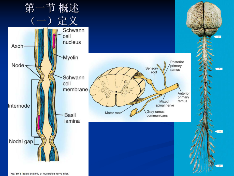 医学精品课件：05.周围神经损伤.ppt_第2页