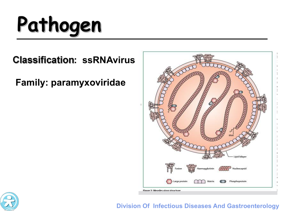 医学精品课件：16 measles.ppt_第3页