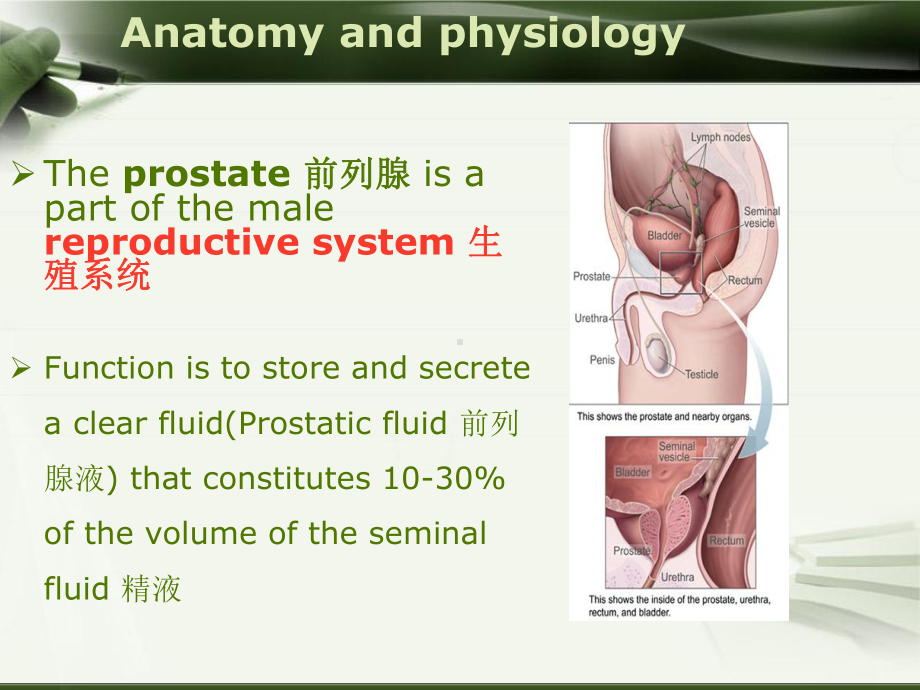 医学精品课件：（参考翻译）14.3 BPHnephrosis.ppt_第3页