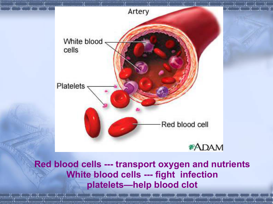 医学精品课件：05.2aplastic anemia-Li Wang.ppt_第3页