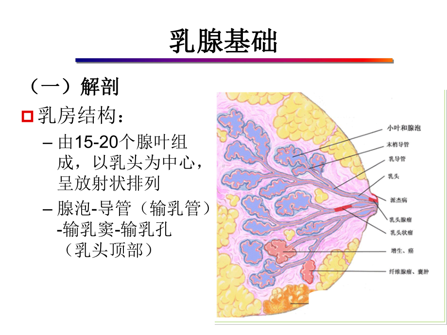 医学精品课件：03.超声治疗乳腺肿瘤.ppt_第3页