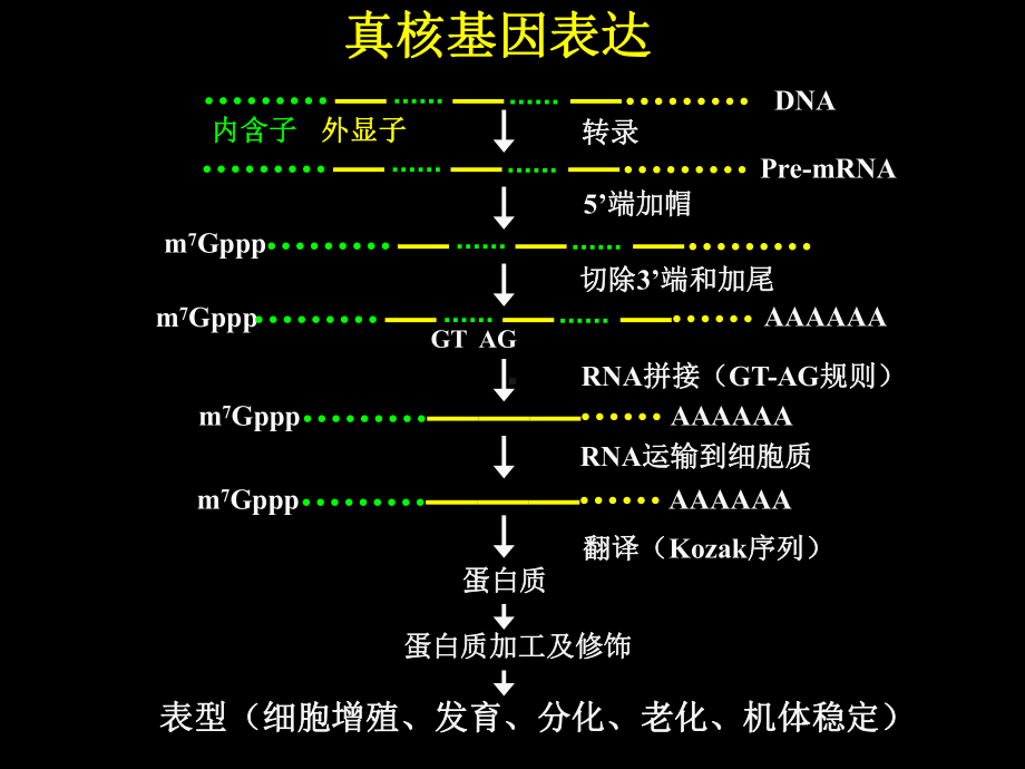 医学精品课件：2011分子第五课 真核基因表达调控.ppt_第2页