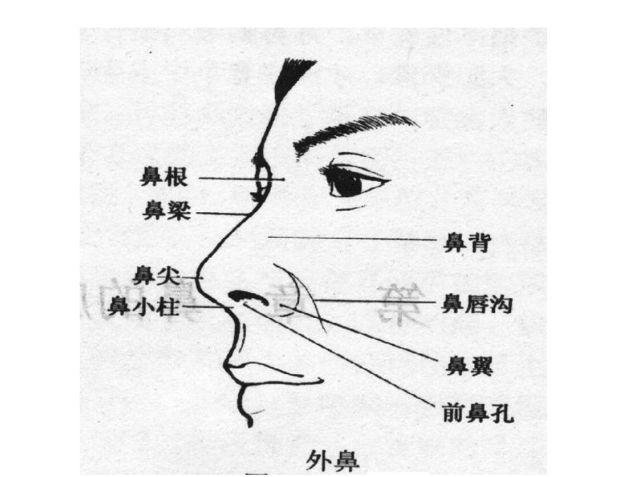 医学精品课件：耳鼻咽喉科学解剖图解.ppt_第3页