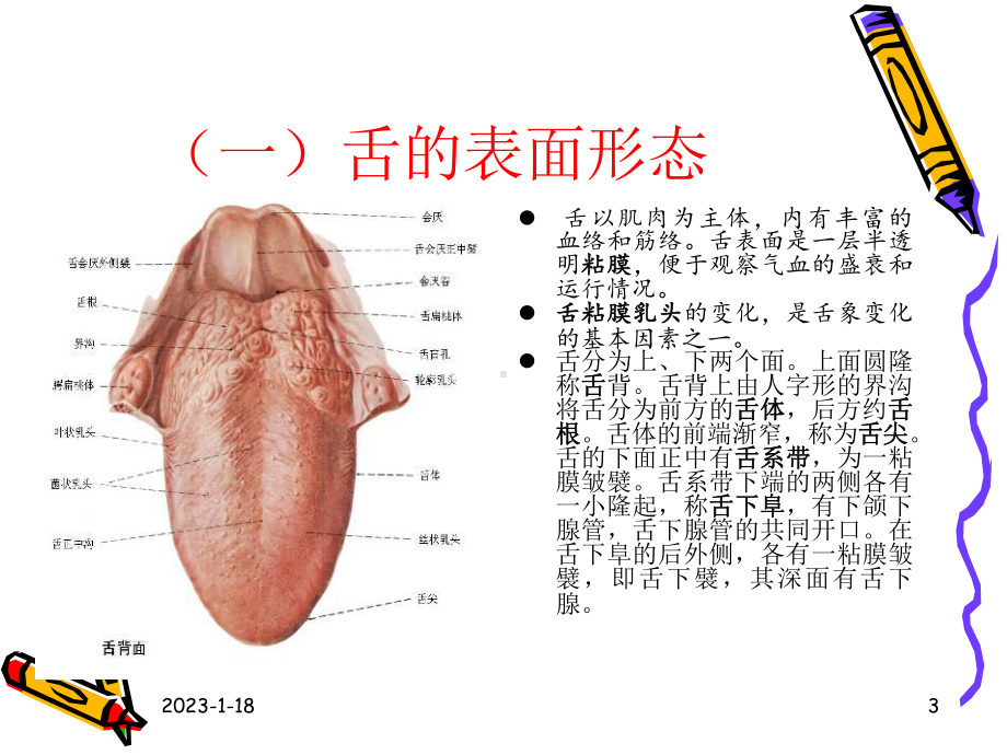 医学精品课件：第3章舌诊.ppt_第3页