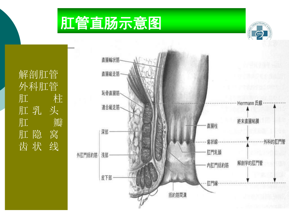 医学精品课件：肛肠外科讲稿修改稿.ppt_第3页