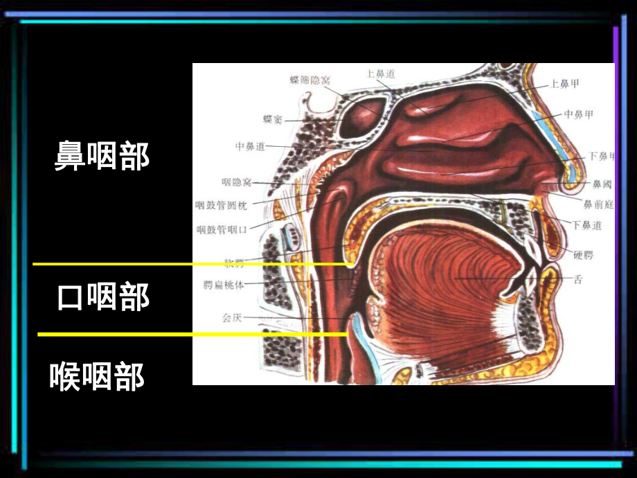 医学精品课件：CT诊断学精品-咽喉CT.ppt_第2页