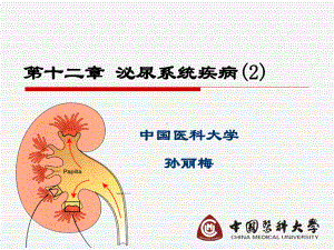 医学精品课件：第十二章 泌尿系统疾病2.ppt