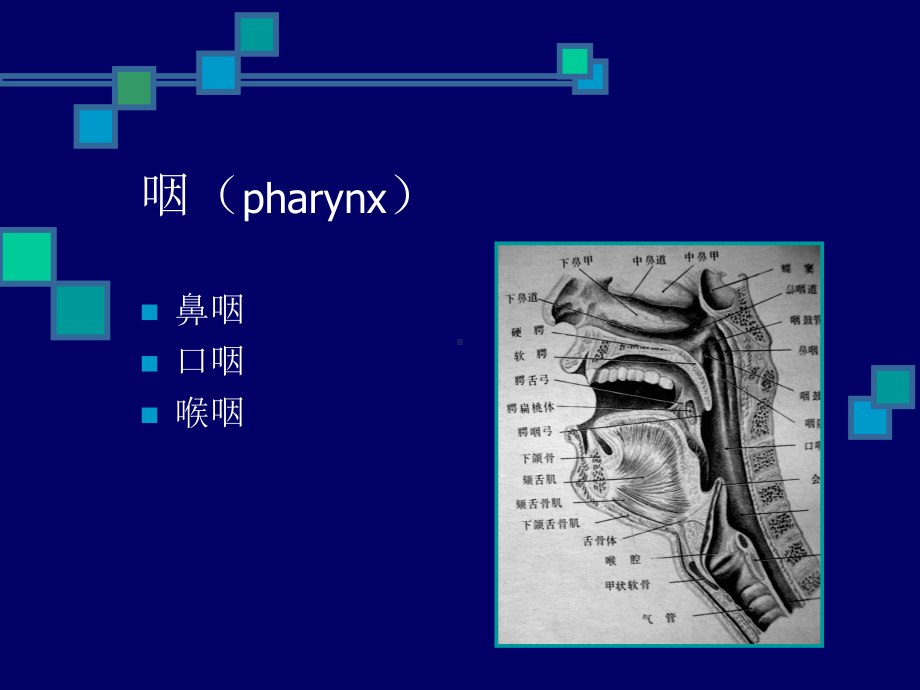 医学精品课件：鼻咽与咽旁间隙影像解剖.ppt_第2页