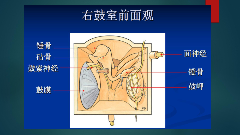 医学精品课件：耳鼻喉.pptx_第3页