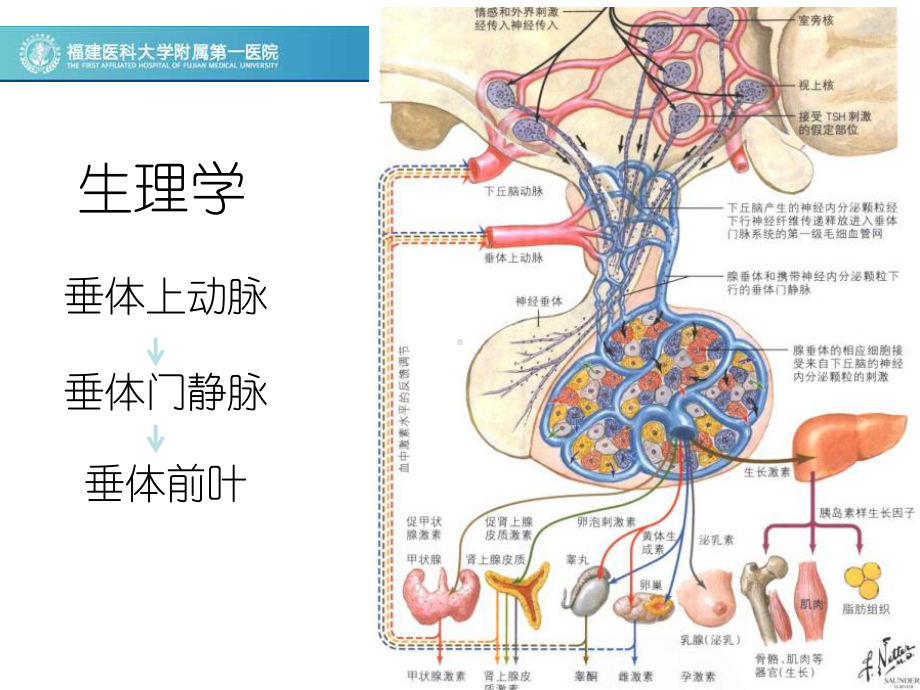 医学精品课件：垂体柄阻断综合征的影像表现.ppt_第3页